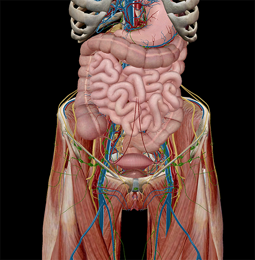 5 Facts About The Anatomy Of The Pelvic Cavity 7190